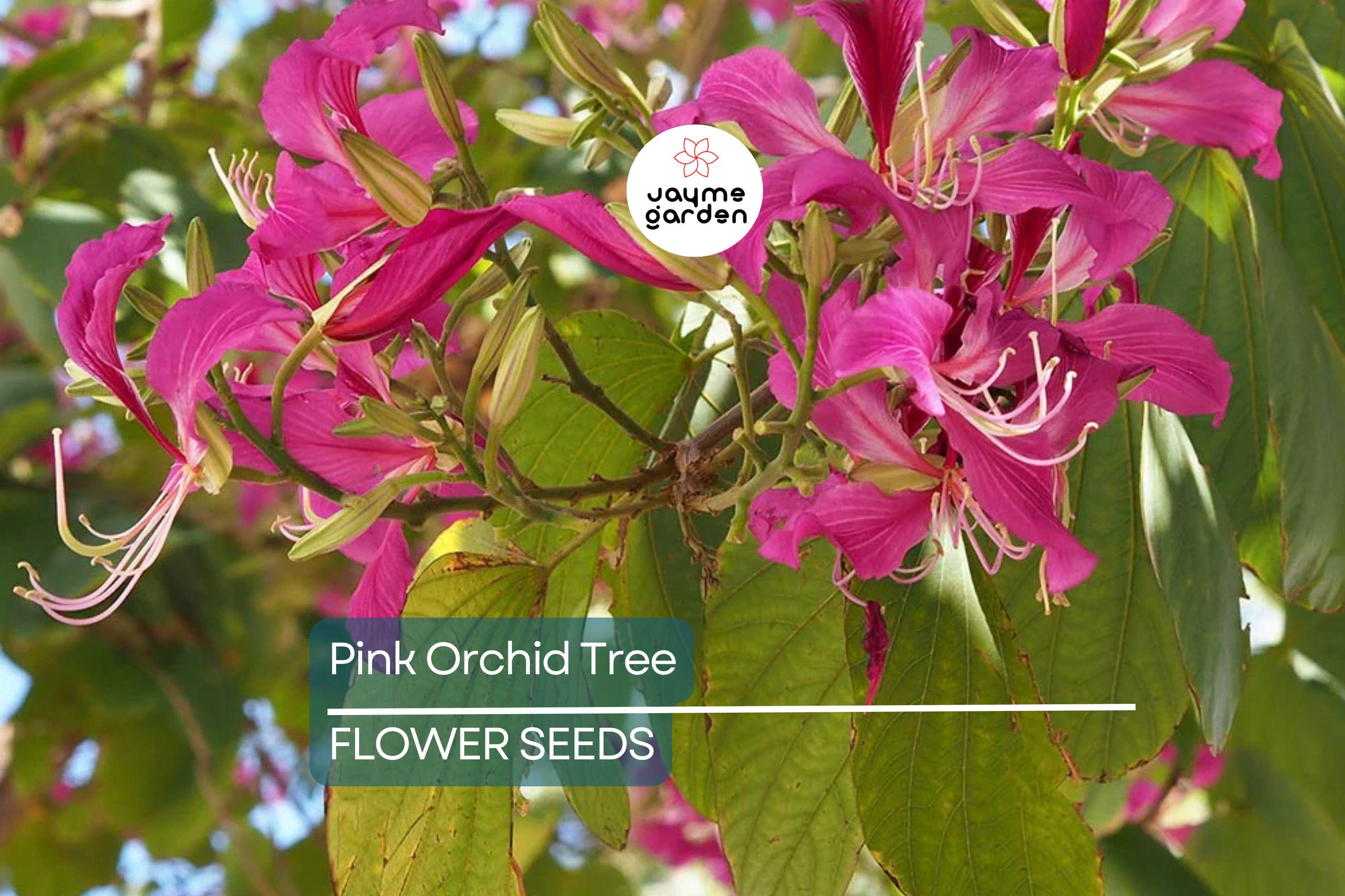 20 Pink Orchid Tree Seeds - Bauhinia monandra, Tropical Butterfly Flower, Rare, Zones 10-12, Attracts Bees & Butterflies, Fast Growing