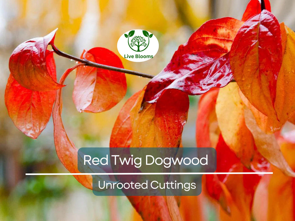 10 Red Twig Dogwood Unrooted Cuttings (Cornus sericea) - Fast Growing Native Shrub, Ideal for Landscaping & Erosion Control