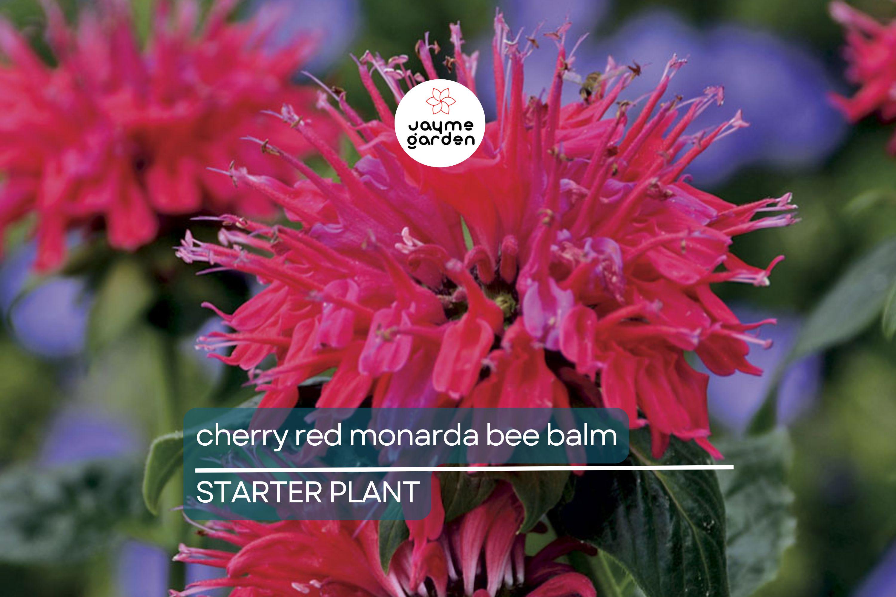 3 Live Cherry Red Monarda Bee Balm Plants | Vibrant Perennial Flowers | Butterfly & Pollinator Favorite | Sun-Loving Bergamot Starter