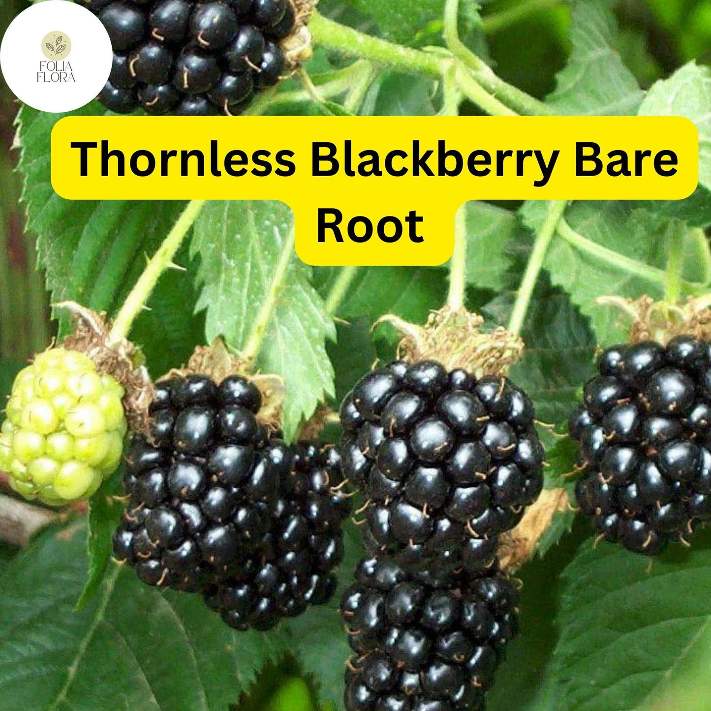 5 Bare Root Triple Crown Thornless Blackberry Plants, Rubus fruticosus, Sweet Fruit, Easy-to-Grow, High Yield