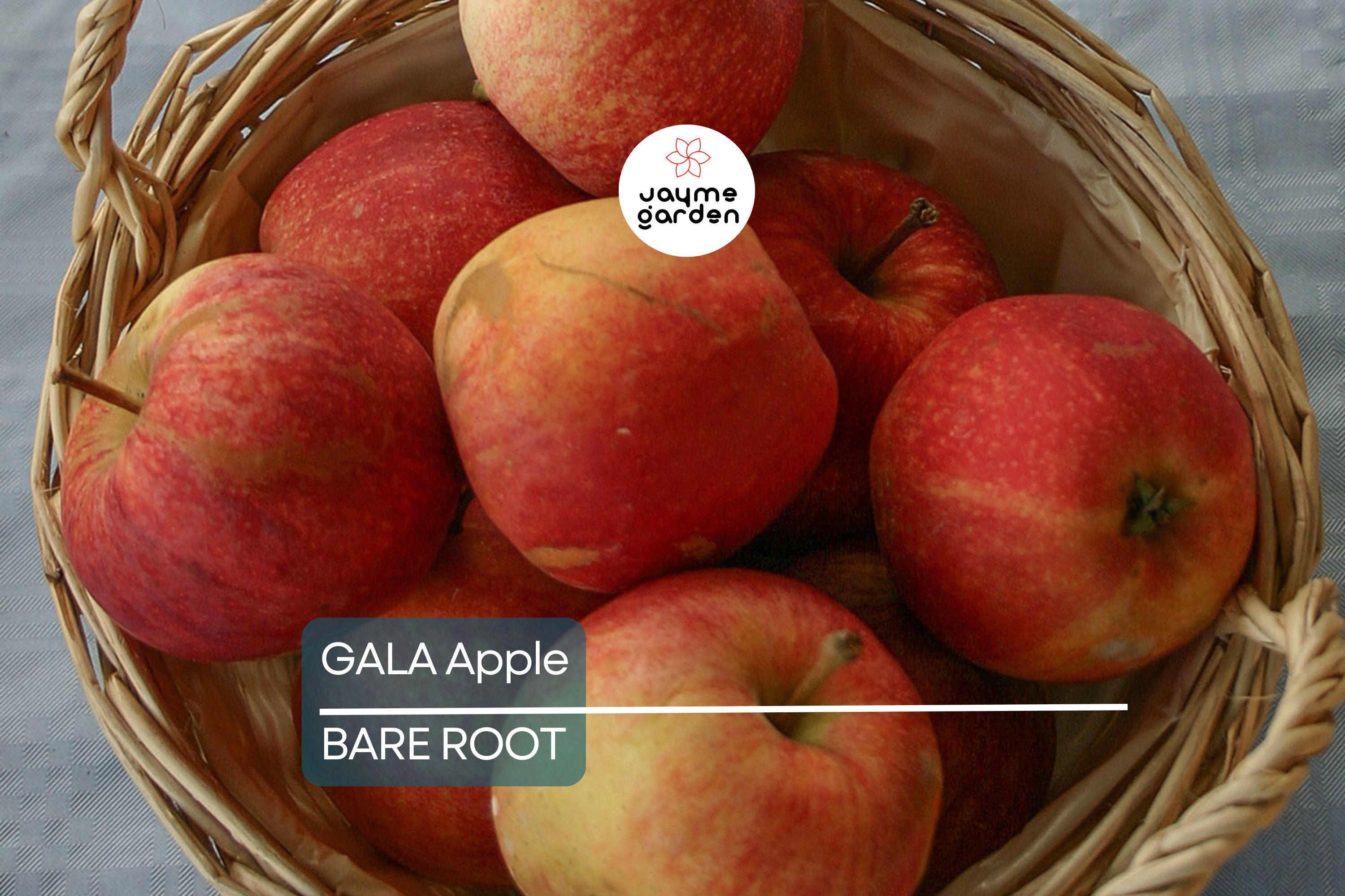 Live Gala Apple Tree 2-3ft Tall, Bare Root, Spring Ready, Hardy Zones 5-8, Perfect for Orchard or Garden