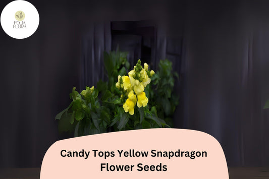 Candy Tops Yellow Snapdragon Seeds (Antirrhinum majus) | 1000+ Seeds | Compact, Bright Yellow Blooms for Garden & Containers