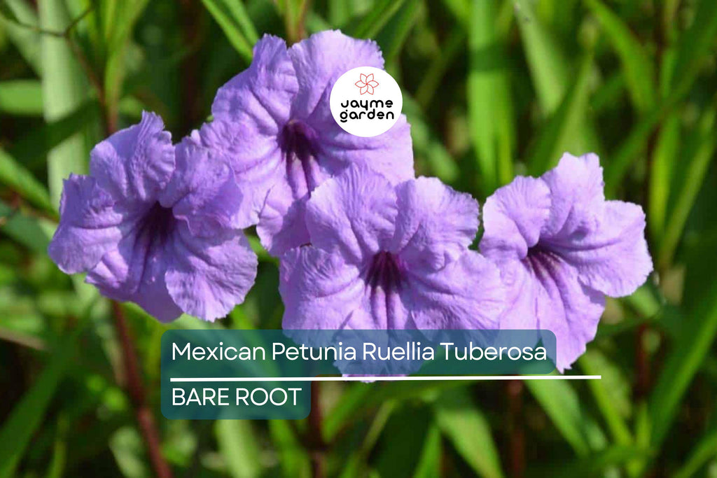 Mexican Petunia Ruellia Tuberosa, 2 Live Bare Root Plants, Rare & Exotic Purple, Perfect for Gardens, Shrubs and Outdoor Spaces