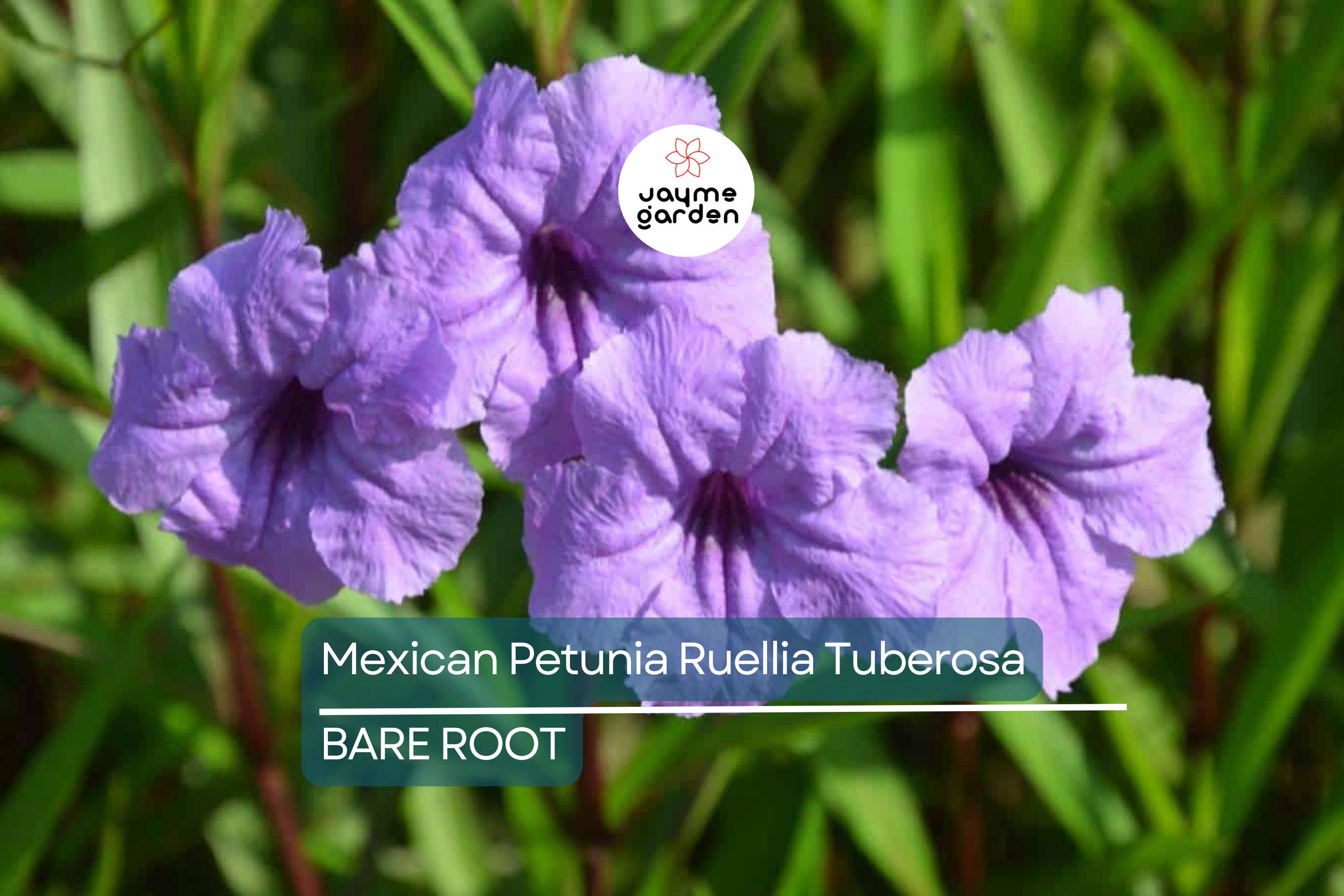 Mexican Petunia Ruellia Tuberosa, 2 Live Bare Root Plants, Rare & Exotic Purple, Perfect for Gardens, Shrubs and Outdoor Spaces