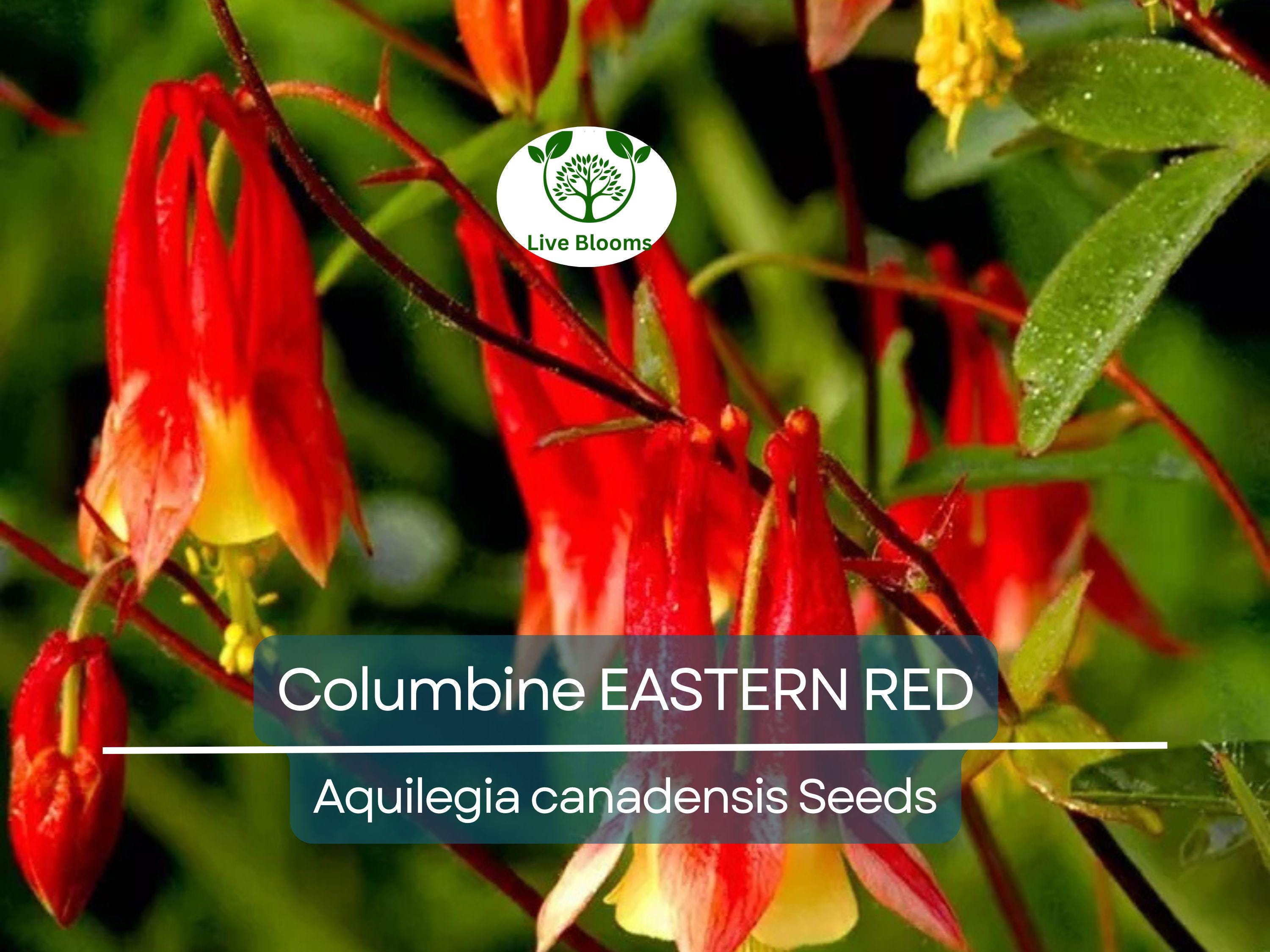 200 Seeds Columbine EASTERN RED Perennial, Aquilegia canadensis, PartShade, Attracts Pollinators, Non-GMO, Beautiful Red Blooms