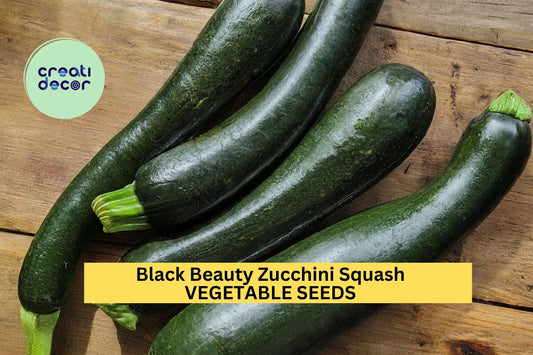 25+ Black Beauty Zucchini Seeds – Fast-Growing Summer Squash for Garden Planting, High-Yielding Heirloom Variety – USA