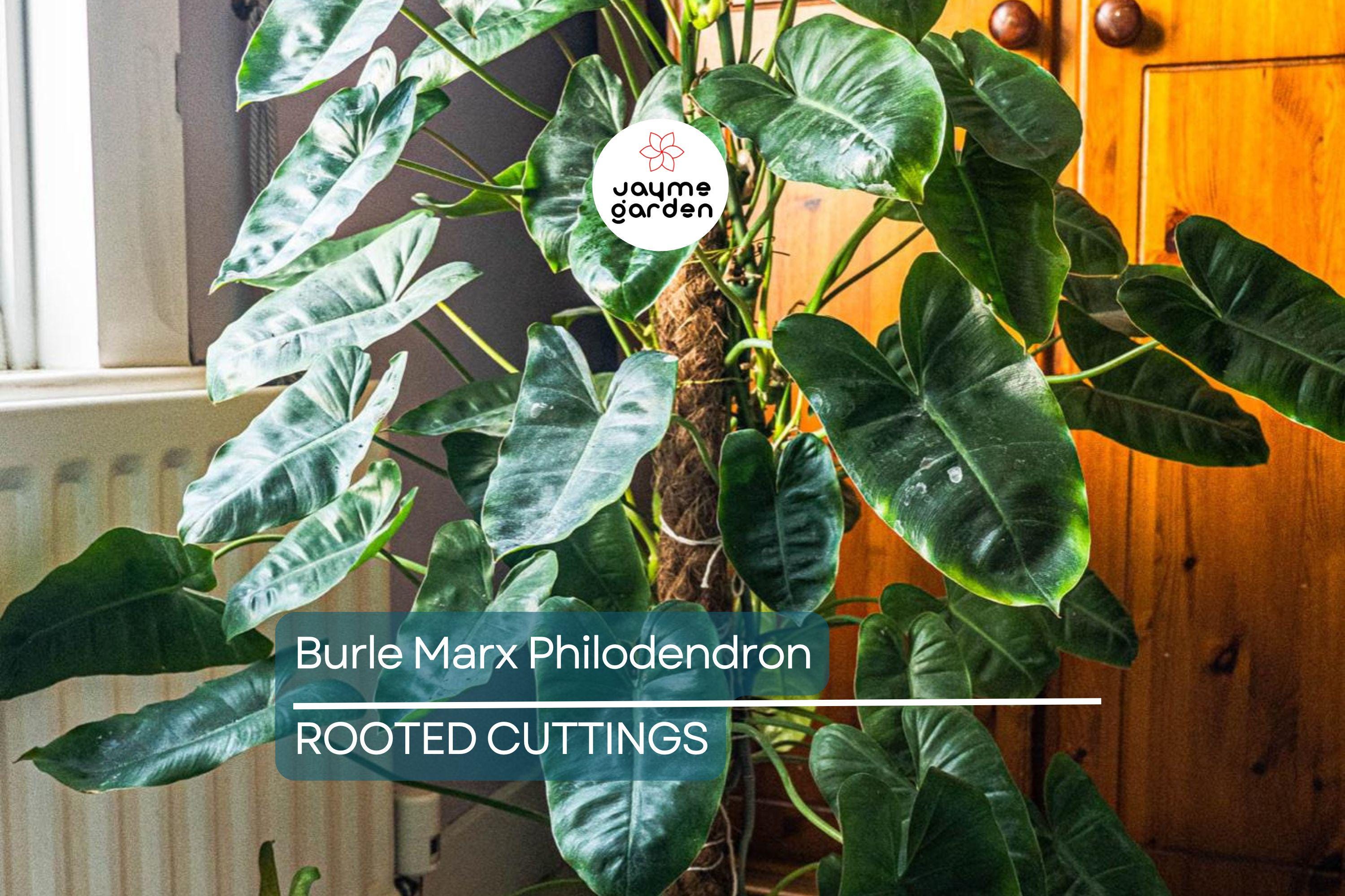 Burle Marx Philodendron Live Plant | Rooted Multi-Grow | No Cutting | Tropical Houseplant | Green Leaf | Easy to Care For
