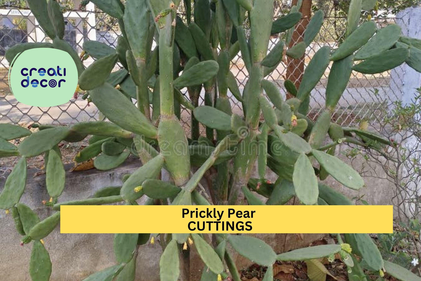 10 Organic Prickly Pear Cactus Pads | Edible Opuntia Cuttings | Large Unrooted Nopales for Growing or Cooking | Organic Grown