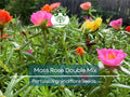 500 Seeds Moss Rose Double Mix, Portulaca Low-Growing Peony Blooms, Vibrant Colors, Pollinator-Friendly, Non-GMO, Easy to Grow Flowers
