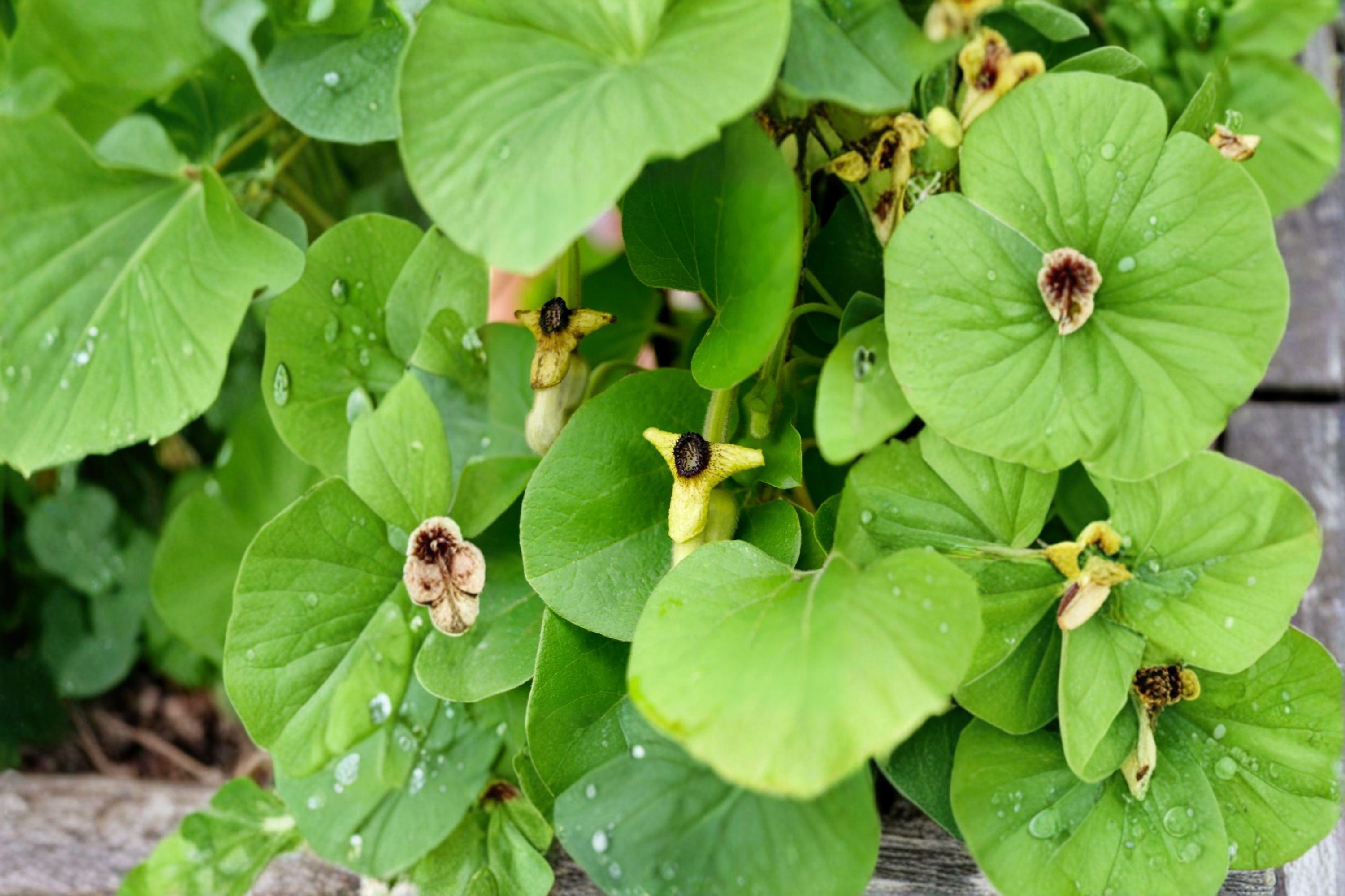 Aristolochia tomentosa/Dutchman’s Pipevine – 10 Seeds | Native Woody Vine | Pipe-Shaped Flowers | Host Plant for Pipevine Swallowtail