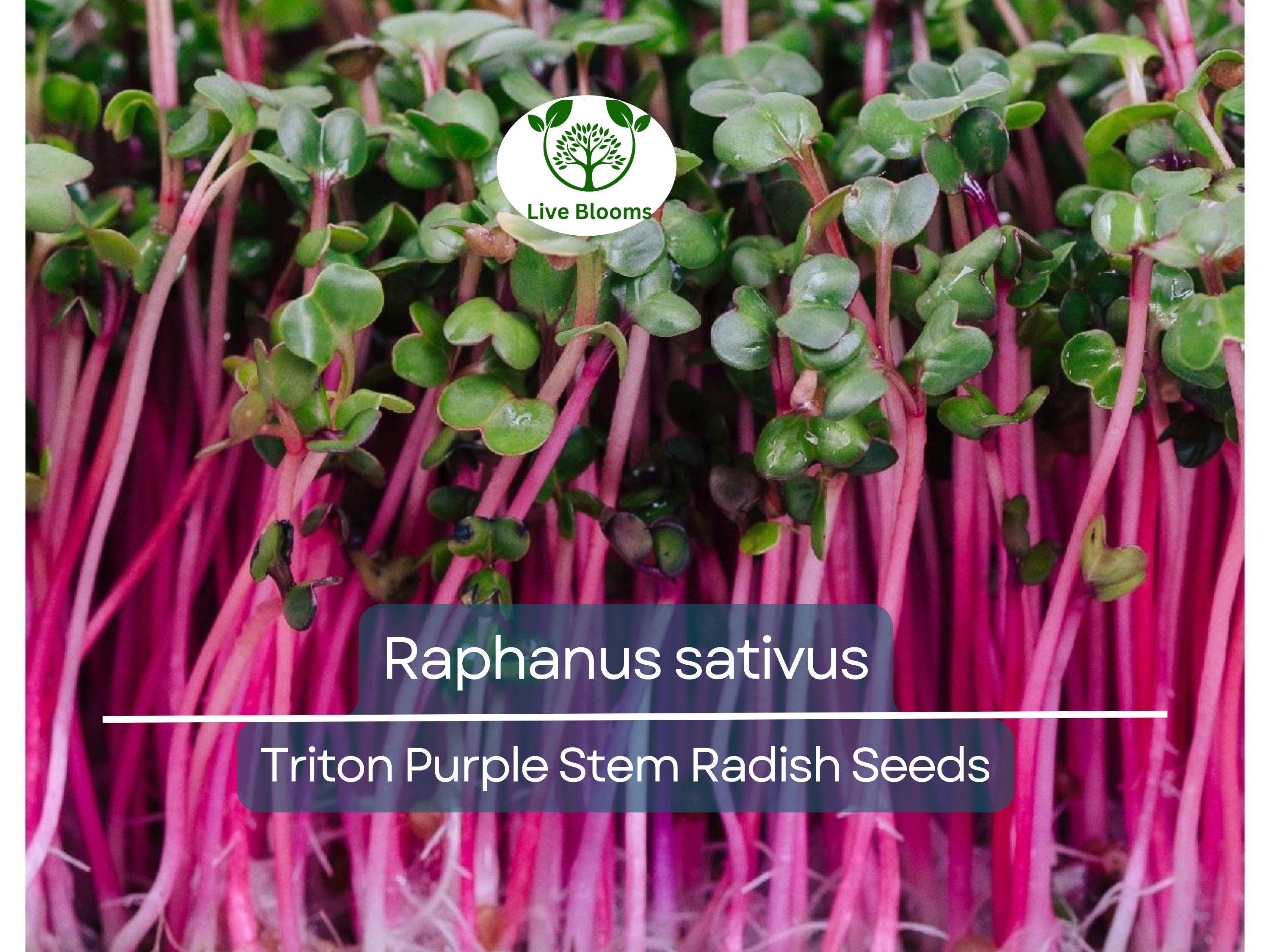 80 Seeds Radish Triton Purple Stem – Raphanus sativus | Heirloom Radish Seeds for Planting, Gardening & Crisp Purple Harvests