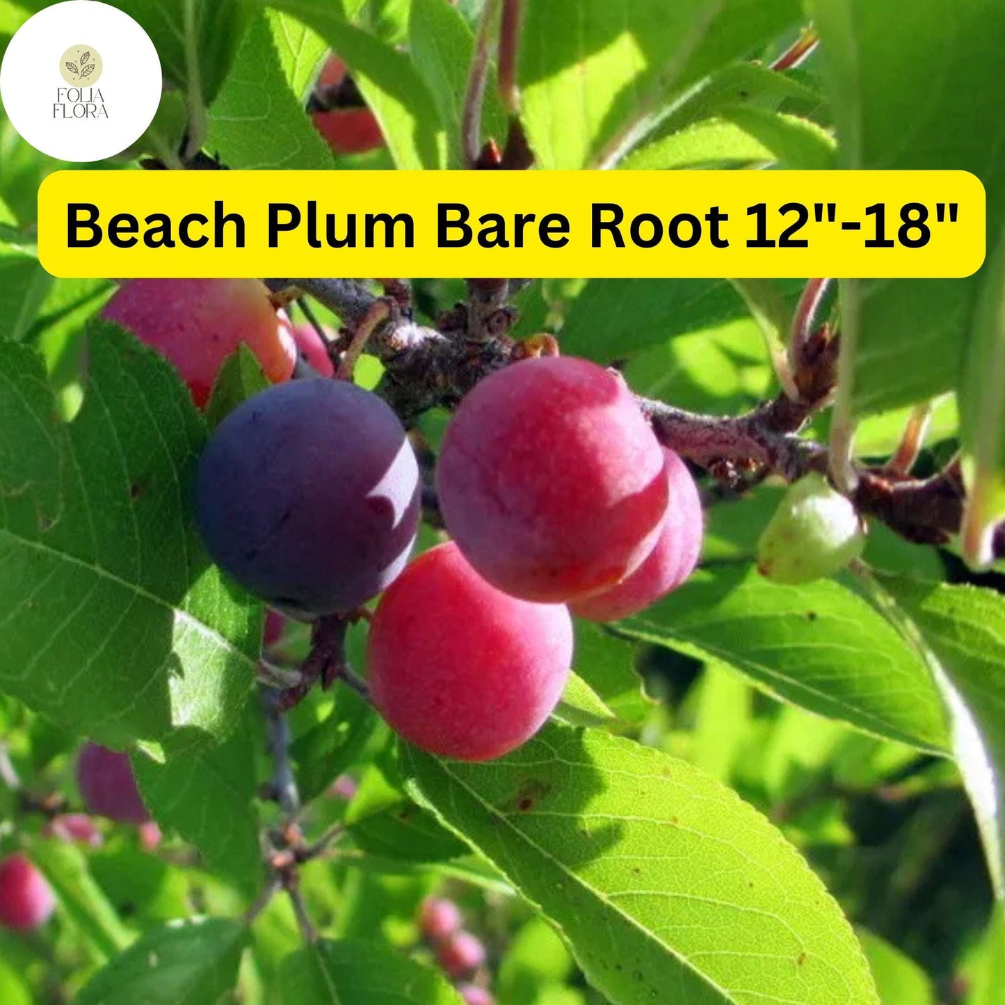 1 Prunus maritima Beach Plum - Live Bare Root Plant 12"-18" for Zones 3-9 - Edible Fruit, Hardy Shrub