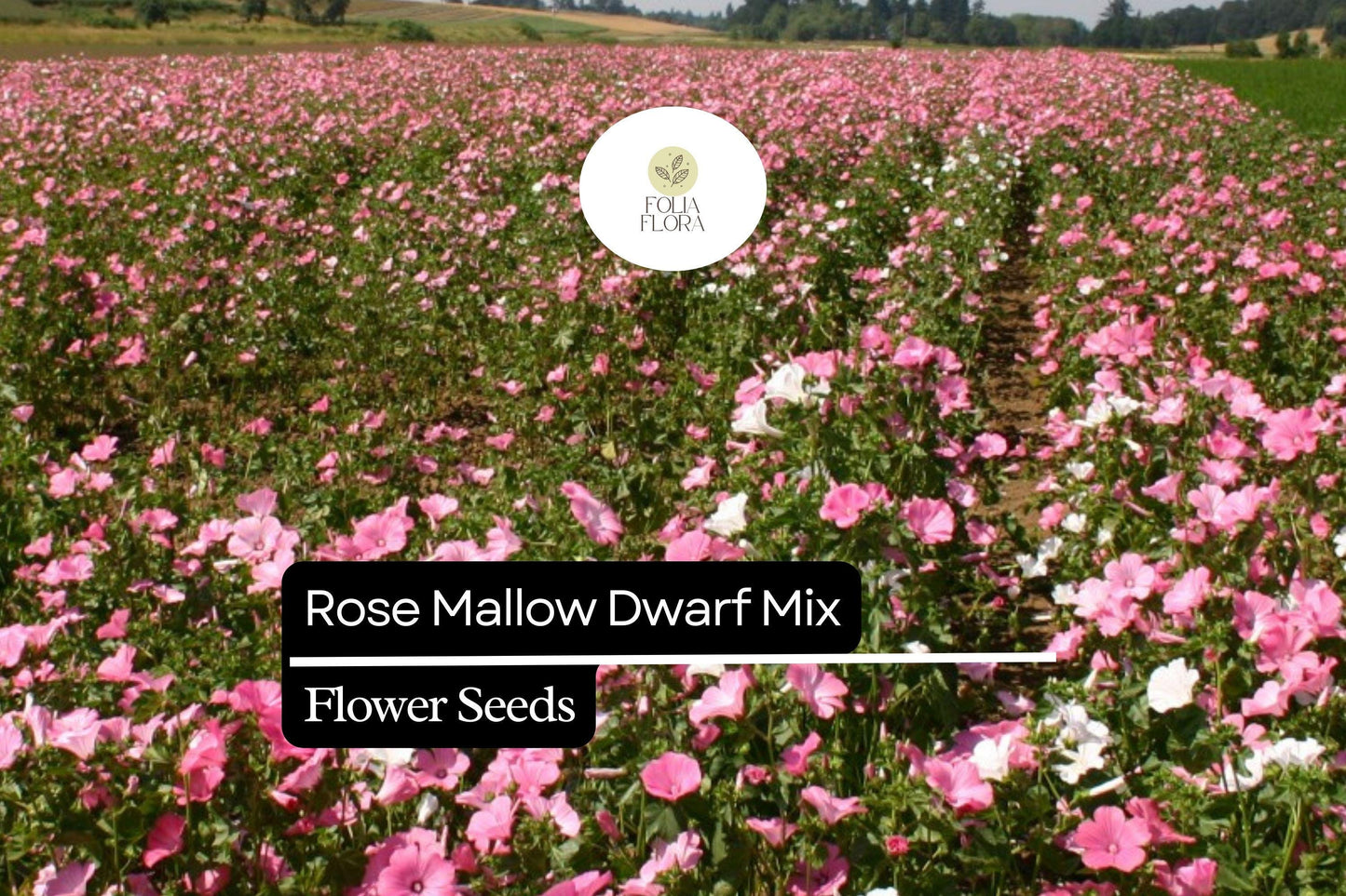 250mg Dwarf Rose Mallow Mix Seeds, Hibiscus moscheutos, Compact Perennial with Vibrant Mixed Blooms
