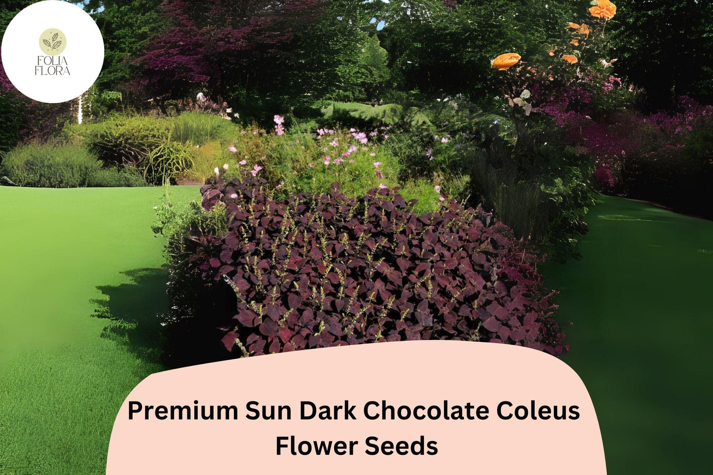 25+ Sun Dark Chocolate Coleus Seeds for Planting | Premium Shade Plant | Deep Brown Foliage Annual | Garden Bedding Seeds