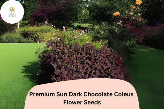 25+ Sun Dark Chocolate Coleus Seeds for Planting | Premium Shade Plant | Deep Brown Foliage Annual | Garden Bedding Seeds