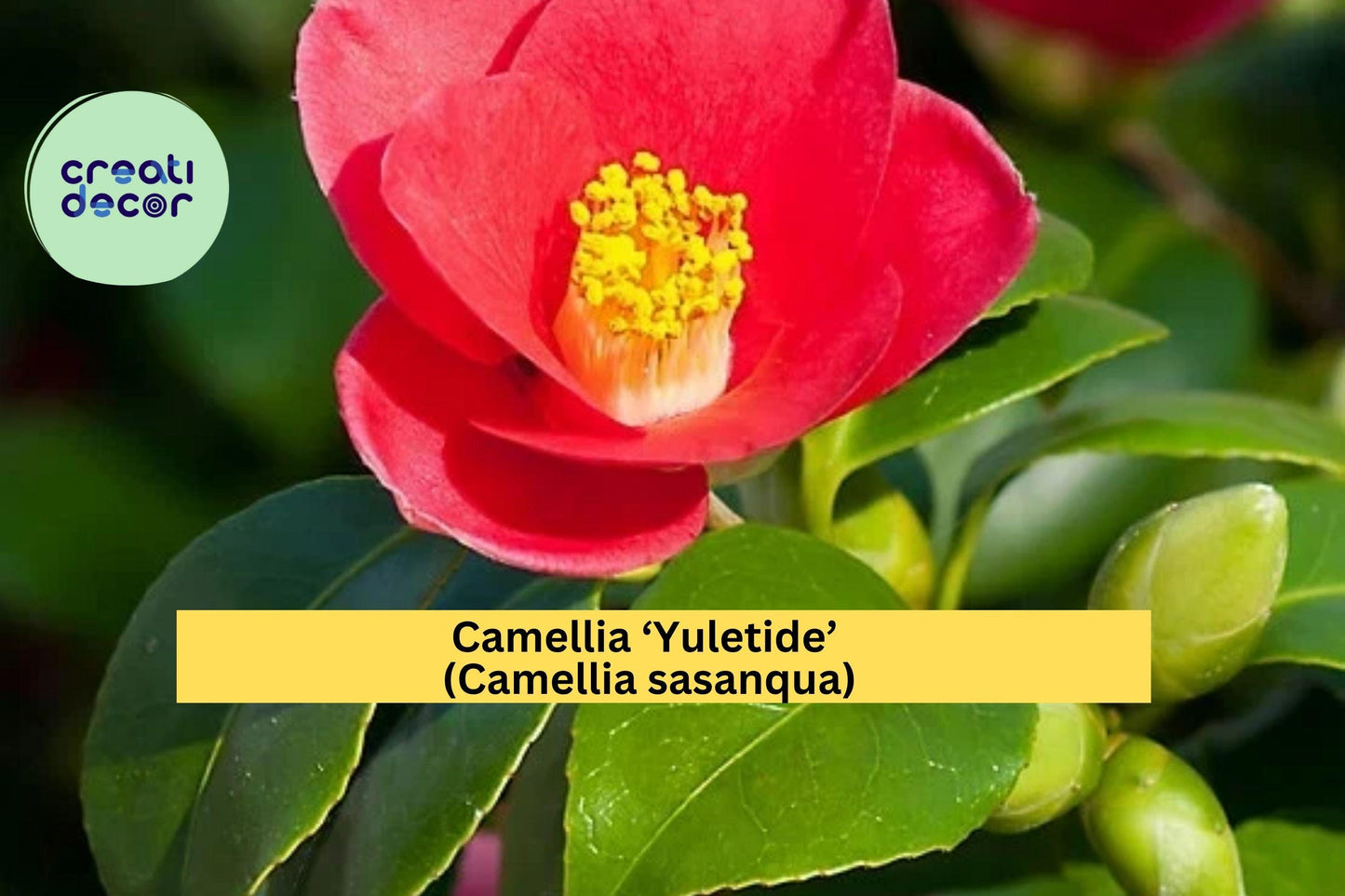 Camellia ‘Yuletide’ – Red Blooming Camellia sasanqua – 8–12” Live Rooted Yearling Shrub, Evergreen Winter Flower Plant