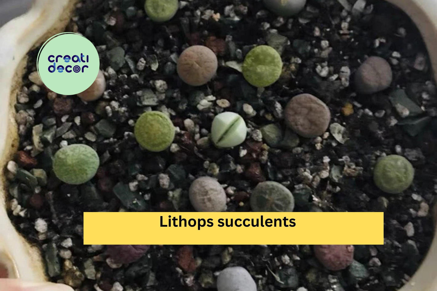 40 Lithops Living Stone Succulents | Mini Bare Root Plants 0.2–0.3 Inch | Rare Collectible Succulent Starter Pack for Indoor Pots