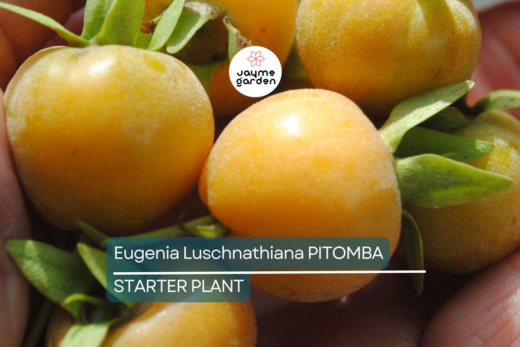 Eugenia Luschnathiana Pitomba - 4-6" Starter Plant in Pot - Tropical Fruit Tree with Aromatic, Apricot-Like Fruit