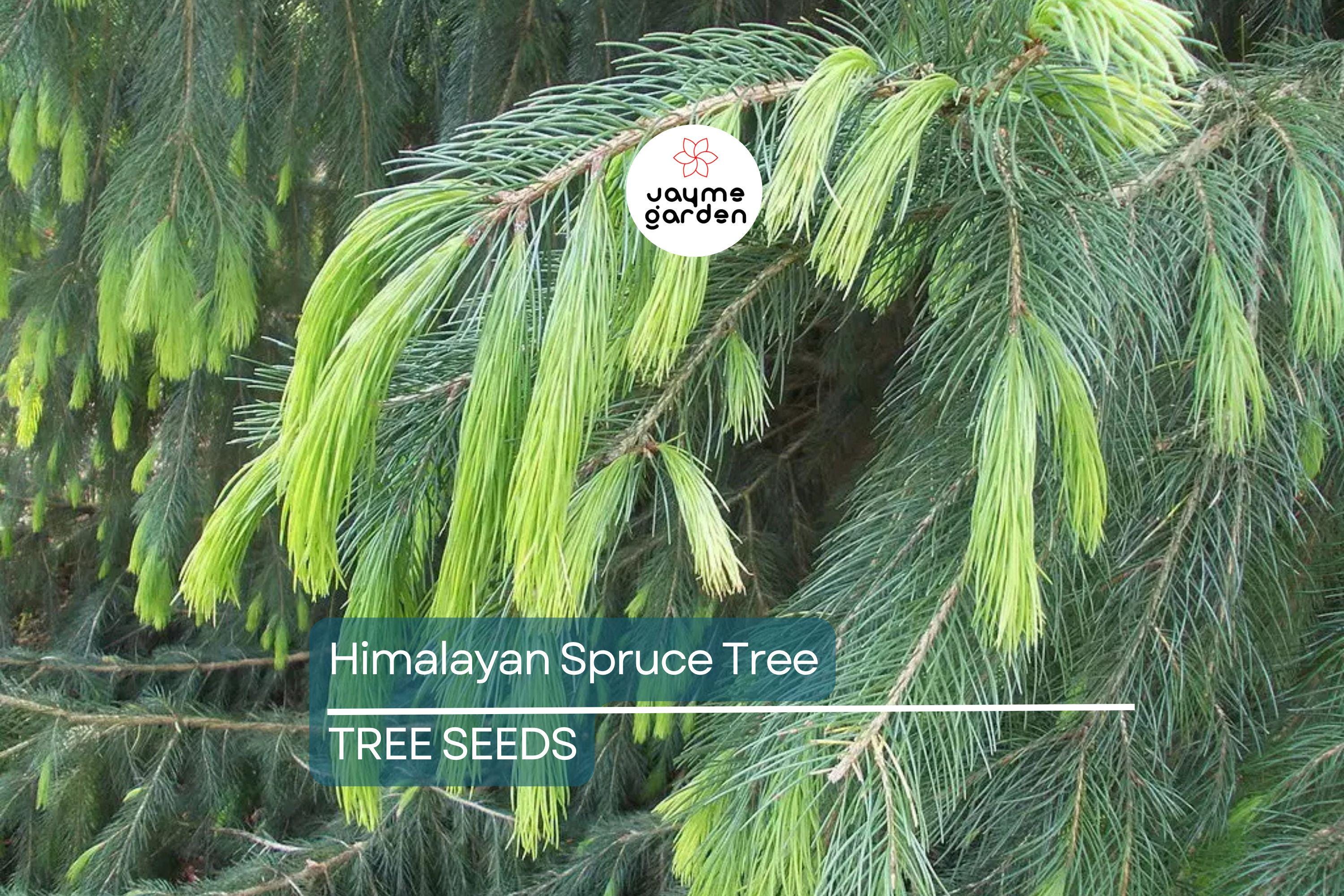 10 Himalayan Spruce Tree Seeds (Picea smithiana) - Weeping Evergreen, Bonsai, 100 Ft Mature Height