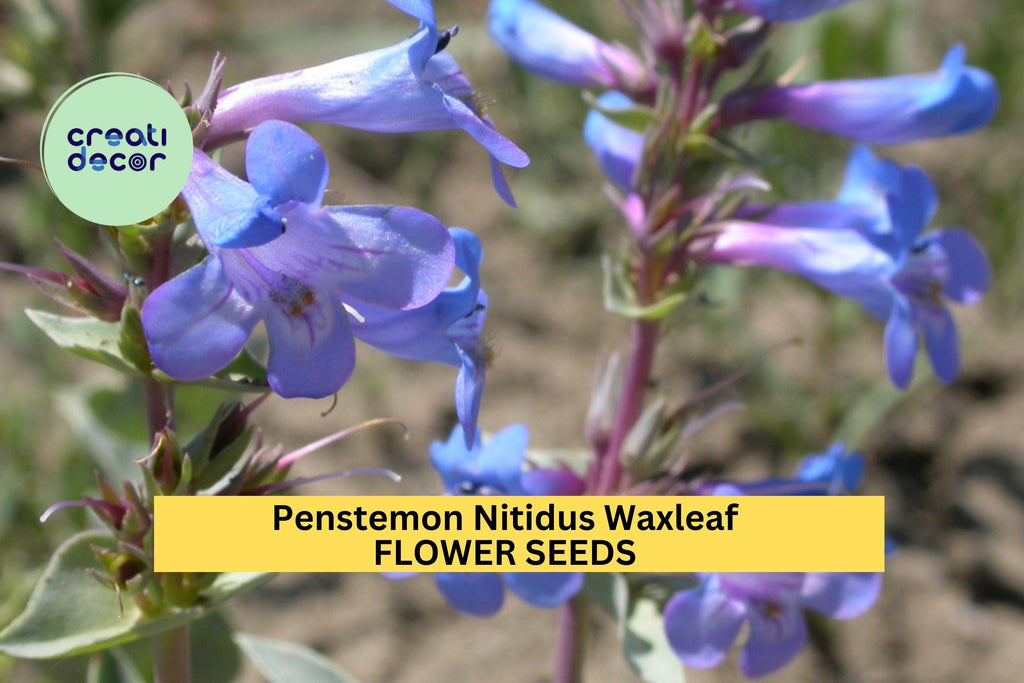 3pcs of 100mg Penstemon nitidus Seeds – Waxleaf Beardtongue for Dry Gardens, Pollinator Habitat, and Native Landscaping Seeds for Planting