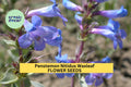 3pcs of 100mg Penstemon nitidus Seeds – Waxleaf Beardtongue for Dry Gardens, Pollinator Habitat, and Native Landscaping Seeds for Planting
