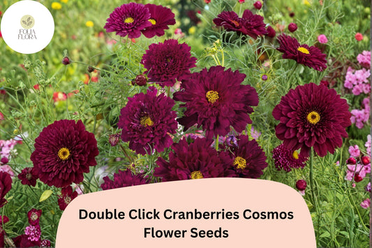 200+ Double Click Cranberries Cosmos Seeds | Cosmos Bipinnatus Deep Red Double Flower Seeds