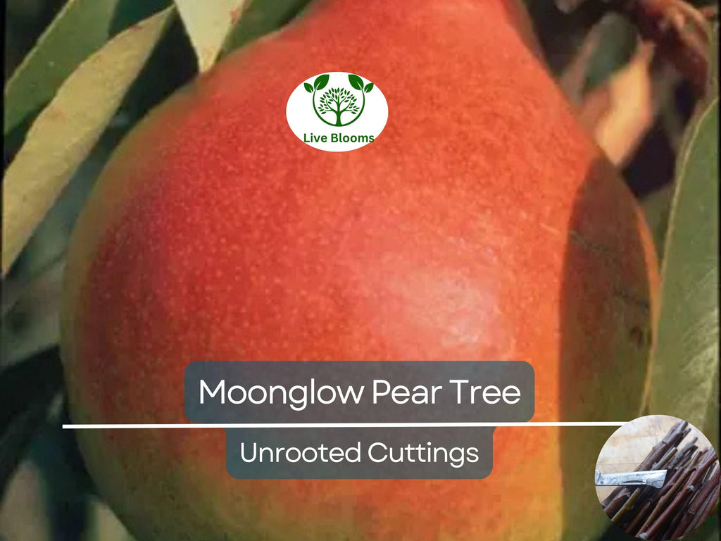 3 Moonglow Pear Tree Scions, Unrooted Cuttings 10-12 Inches for Grafting & Rooting – Pyrus communis, Sweet Edible Pear, Fruit Tree