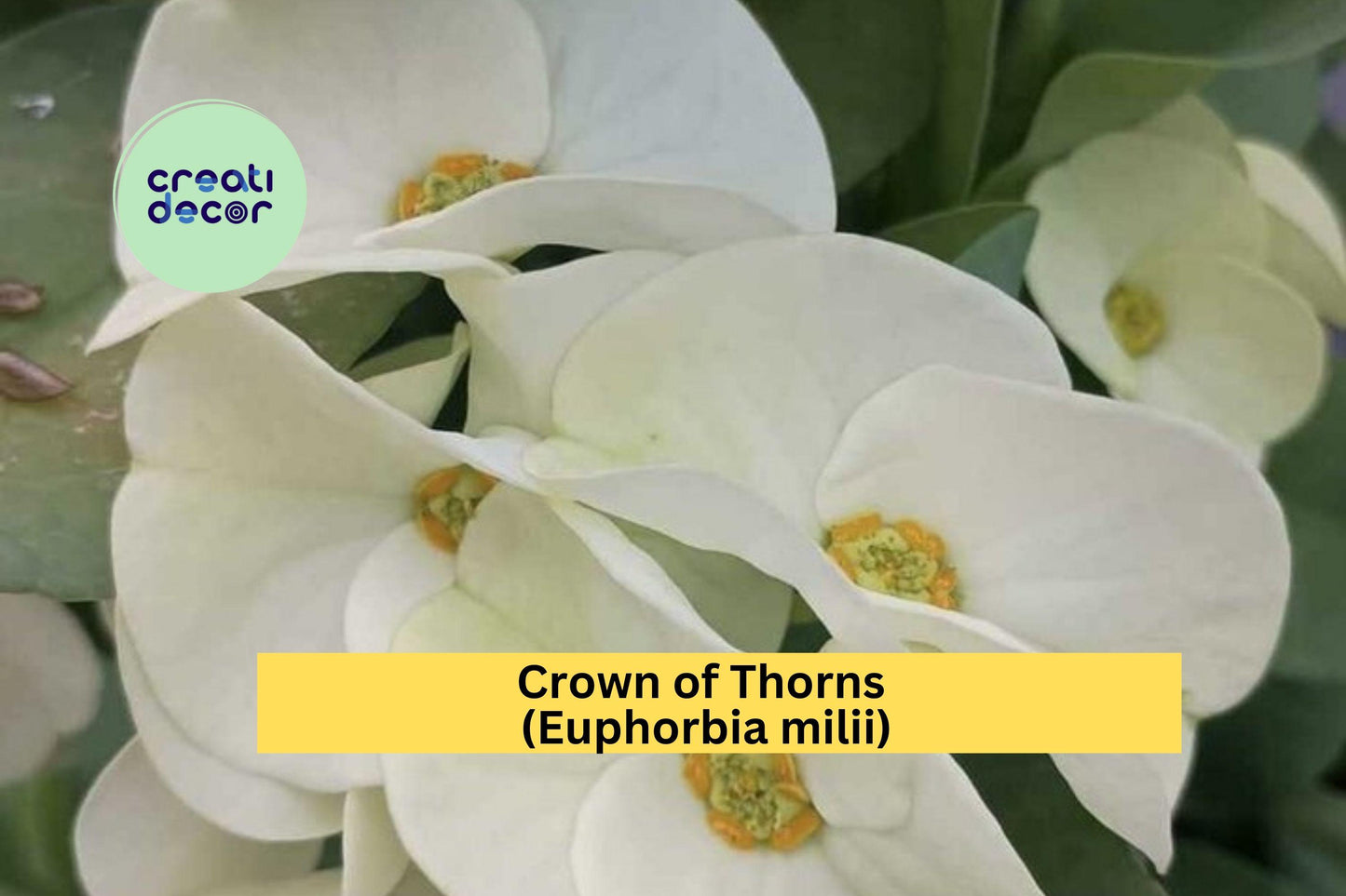 Crown of Thorns Cutting | 1 Unrooted Euphorbia milii Starter | Large White Flower Succulent Cutting for Propagation & Indoor Pots