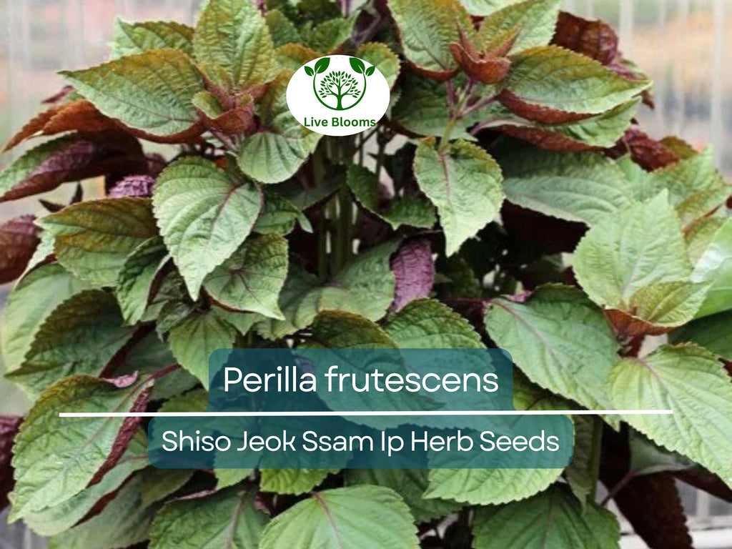 400 Seeds Perilla (Shiso) Jeok Ssam Ip Herb for Planting – Aromatic Asian Herb for Sushi, Garnishes, Salads & Stir-Fries
