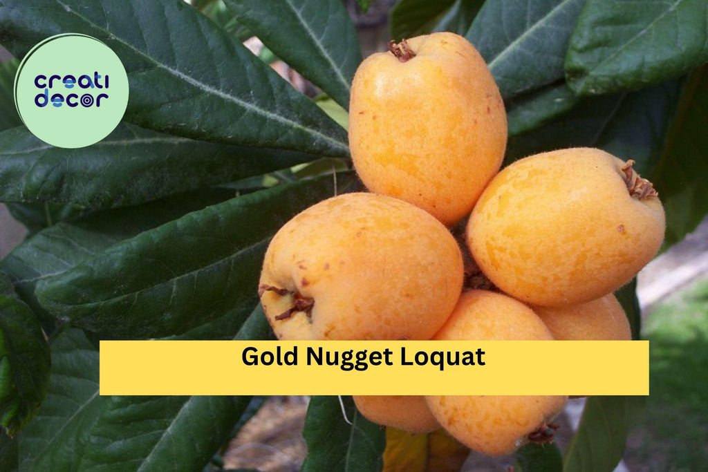 Gold Nugget Loquat Cutting – 6–8 Inch Live Fruit Tree Cutting for Rooting or Grafting, Sweet Yellow Loquat Variety for Garden or Orchard