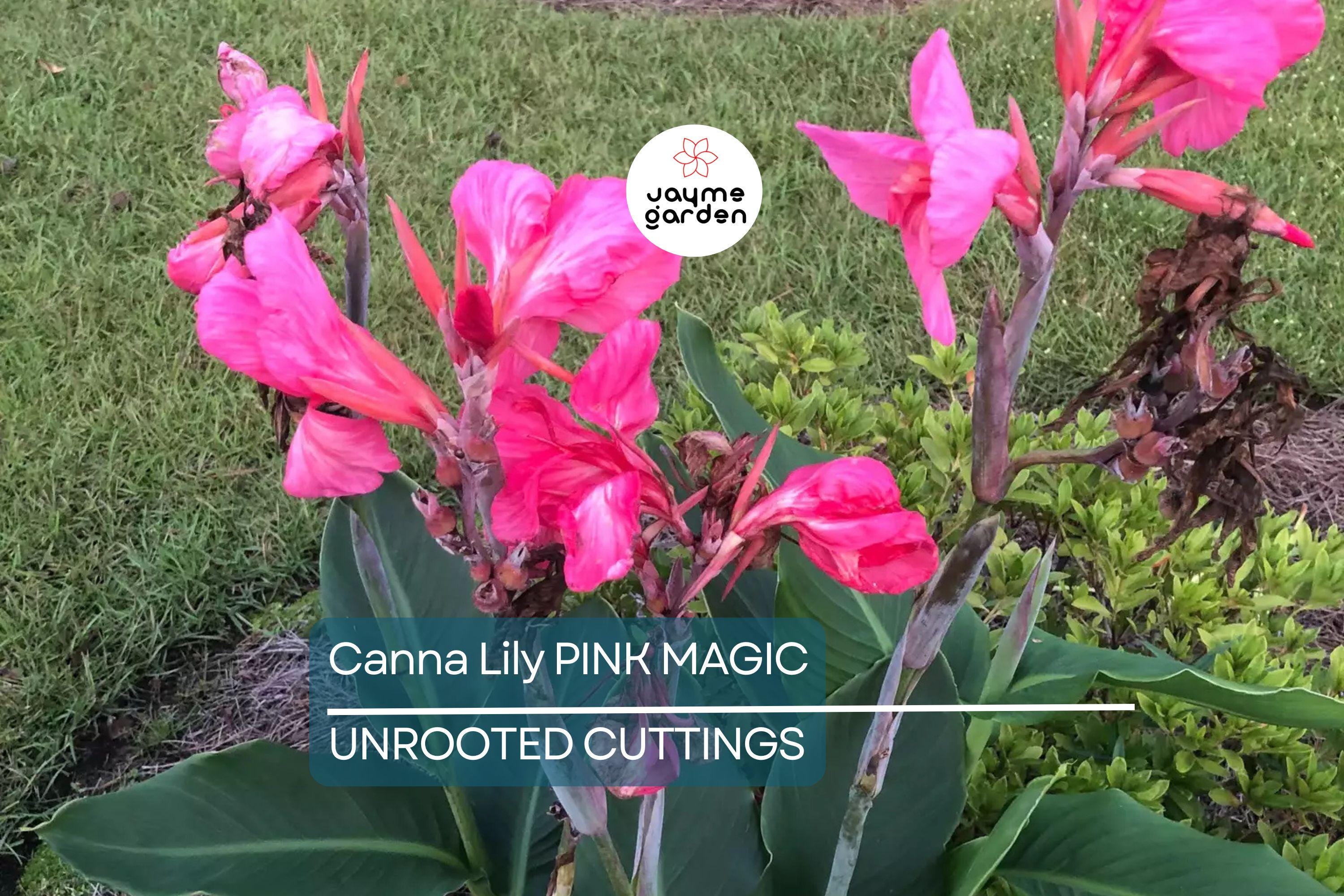1 Canna Lily Pink Magic Bulb - Dwarf Tropical Plant, Fast-Growing, Deep Pink Blooms, Perfect for Gardens, USDA Zones 8-11