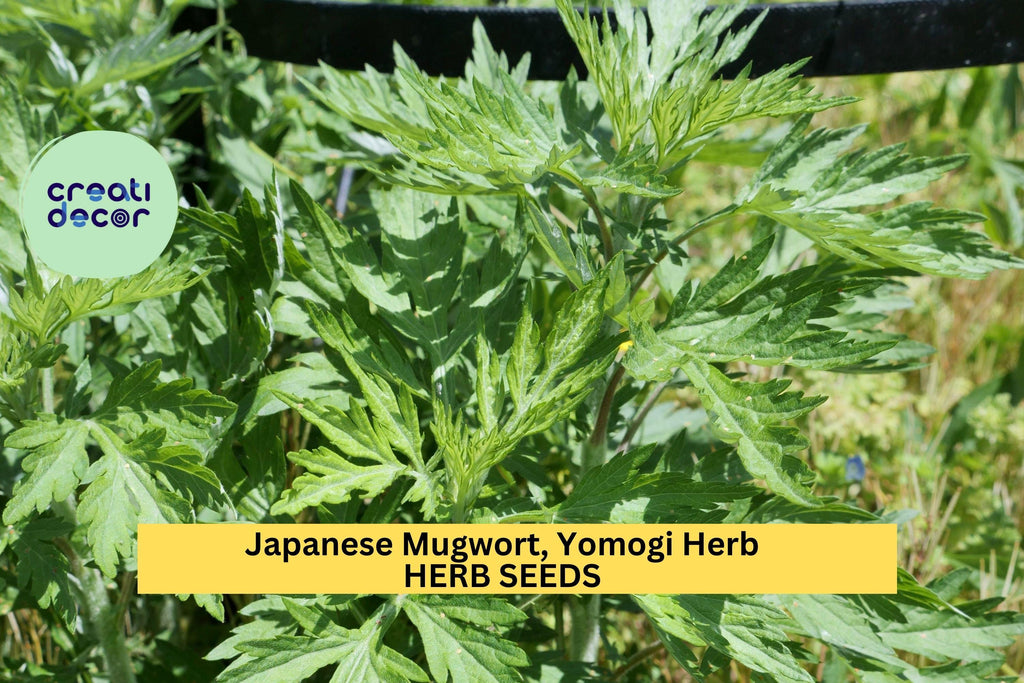3pcs of 100mg Japanese Mugwort Seeds for Planting – Yomogi Herb for Culinary & Garden Use, Hardy Perennial Aromatic Plant
