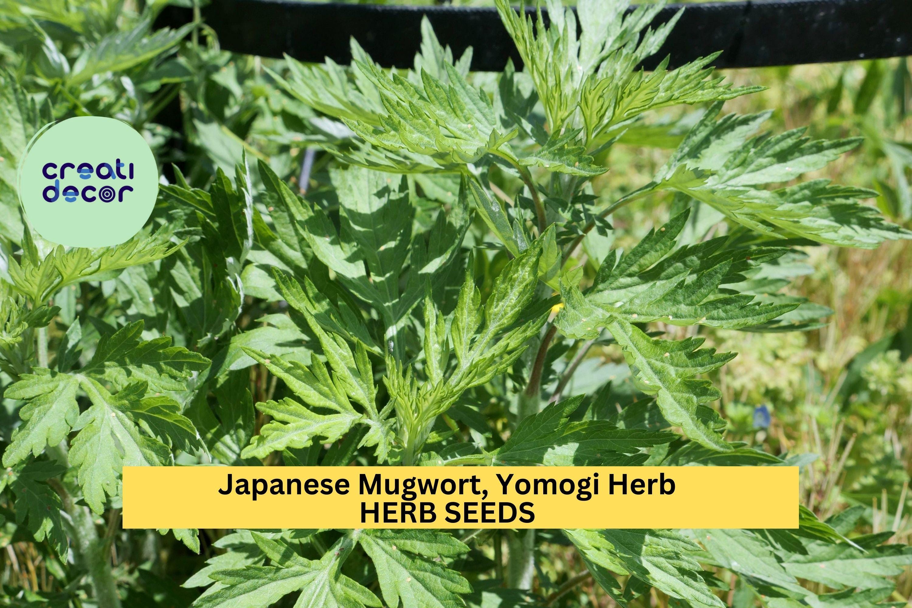 3pcs of 100mg Japanese Mugwort Seeds for Planting – Yomogi Herb for Culinary & Garden Use, Hardy Perennial Aromatic Plant