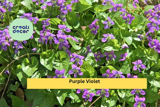 25 Bare Root Perennial Flower Starters | Purple Violet Live Plants | Viola Bulbs for Garden Beds, Borders & Cottage Landscaping