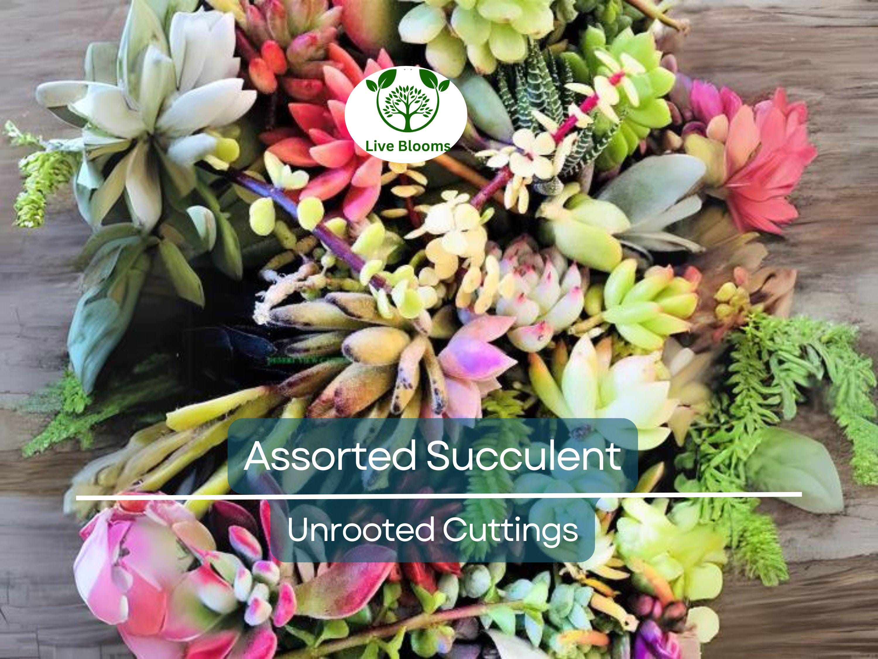 30 Mini Colorful Succulent Unrooted Cuttings - Variety of Succulent Plants for DIY Arrangements, Propagation & Craft Projects
