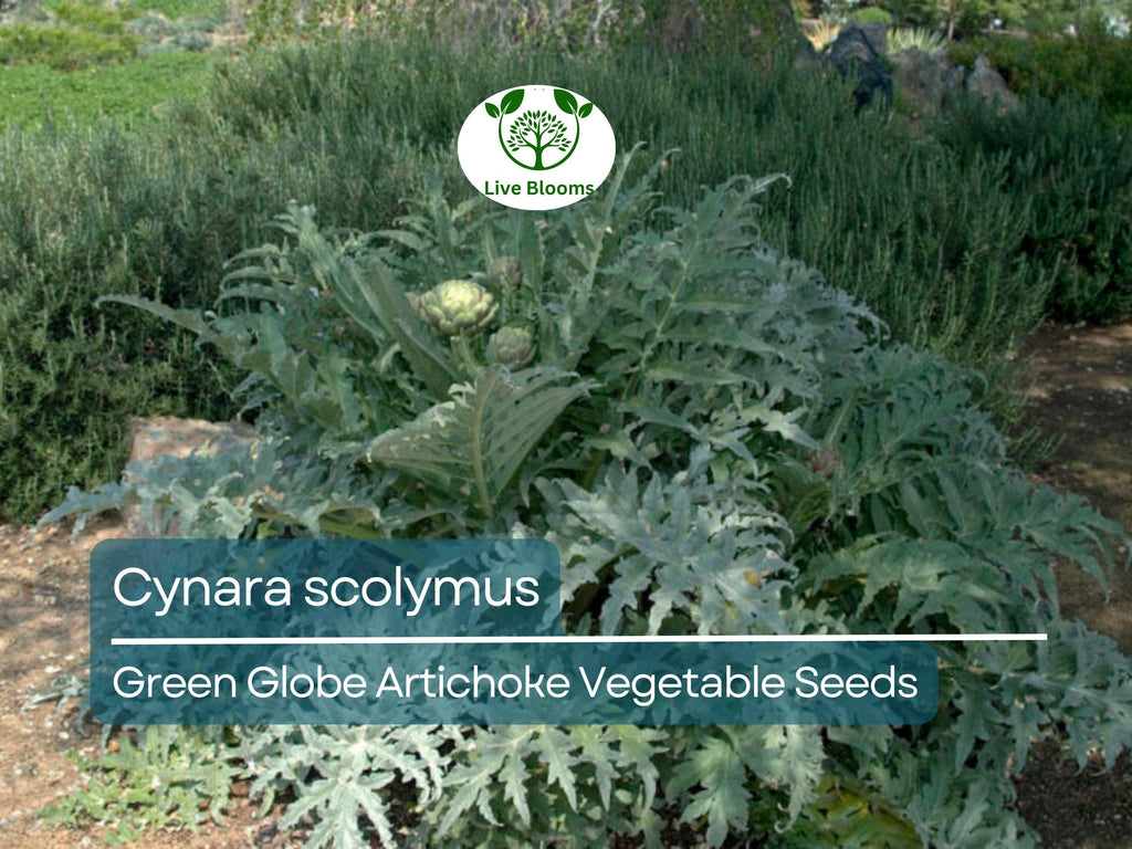 10 Green Globe Artichoke Seeds - Cynara scolymus | Heirloom Artichoke for Planting, Gardening & Culinary Use | Large, Tender Buds