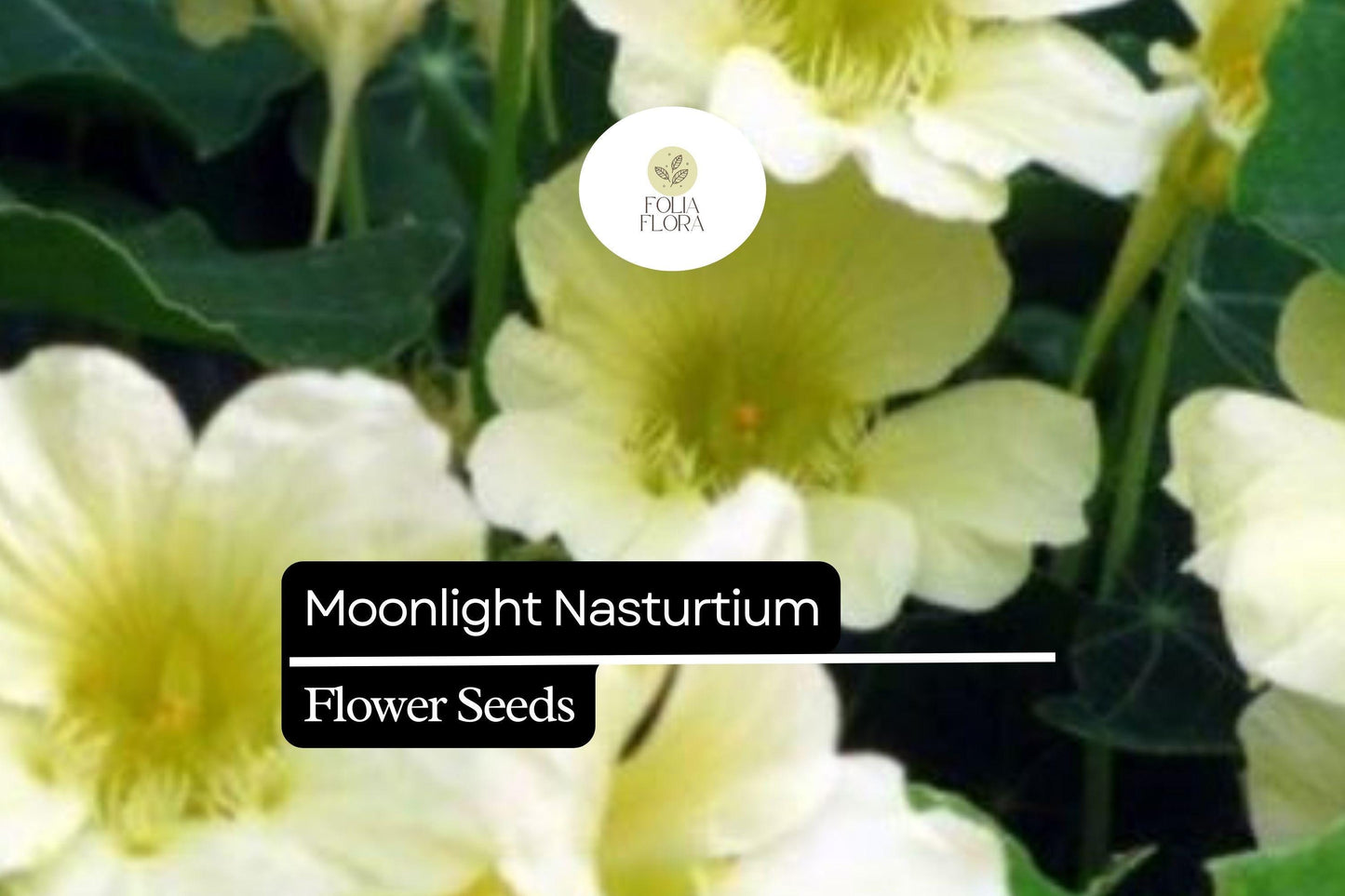 15 Seeds Moonlight Nasturtium (Tropaeolum majus) – Soft Creamy-Yellow Blooms, Edible Flowers & Leaves