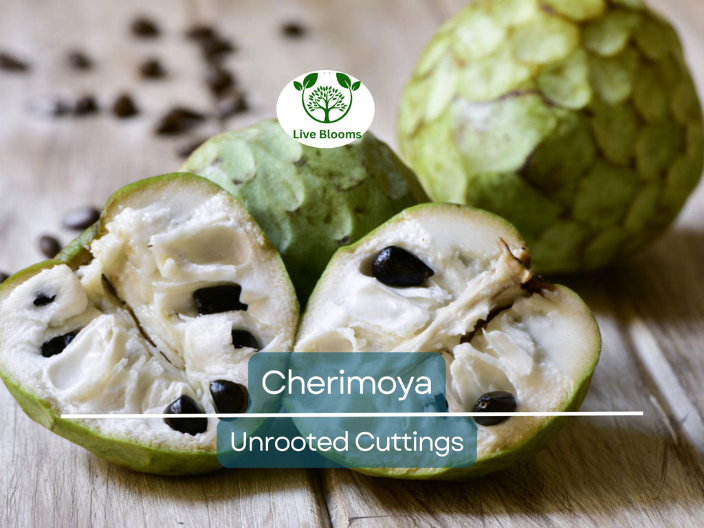 4 Pcs California Cherimoya Unrooted Cuttings for Rooting - Annona cherimola, Sweet Custard Fruit, Easy Propagation, Tropical Fruit Plant