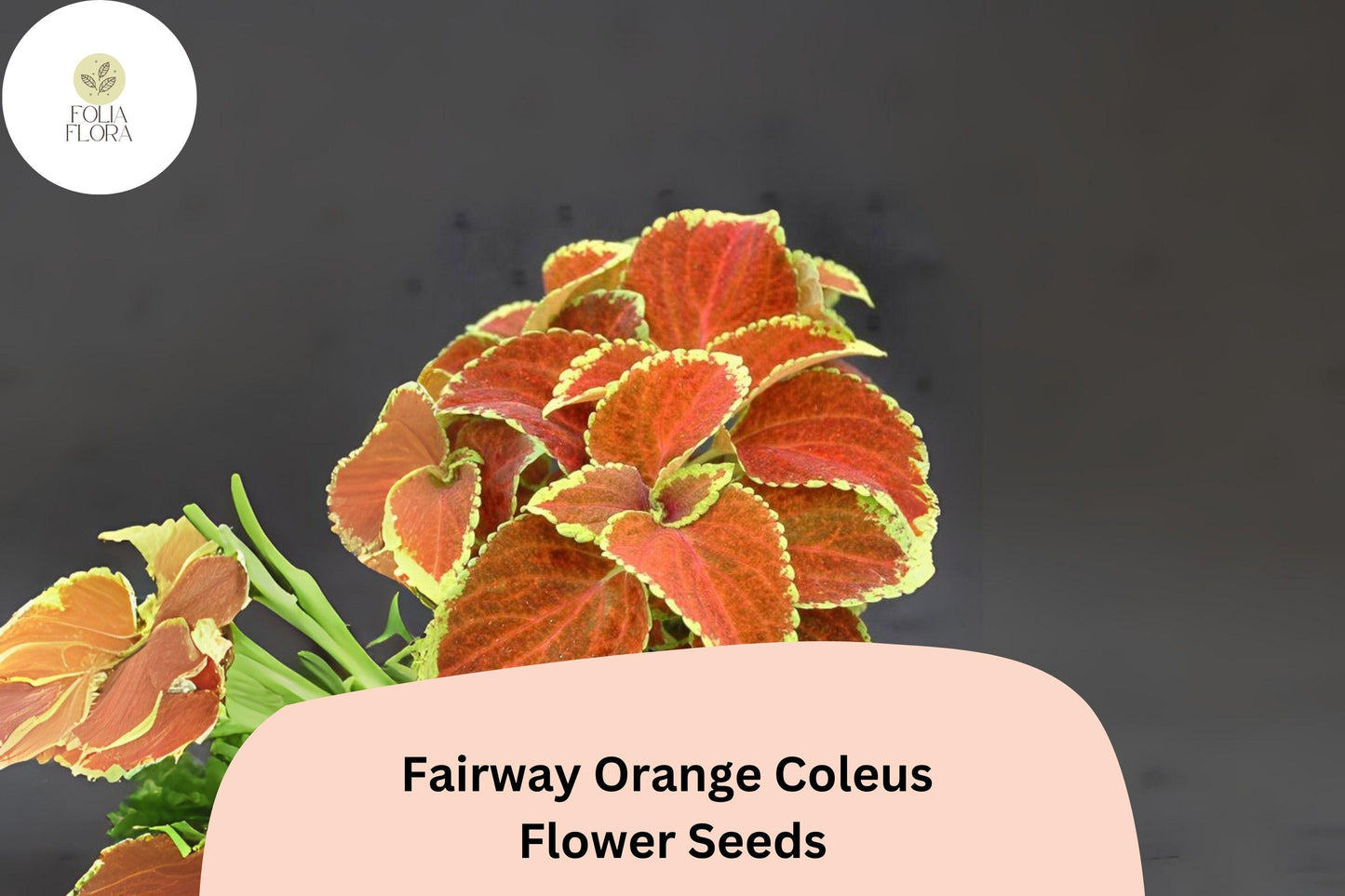 25+ Fairway Orange Coleus Seeds for Planting | Bright Shade Plant | Colorful Foliage Annual | Garden Bedding Seeds