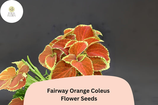 25+ Fairway Orange Coleus Seeds for Planting | Bright Shade Plant | Colorful Foliage Annual | Garden Bedding Seeds