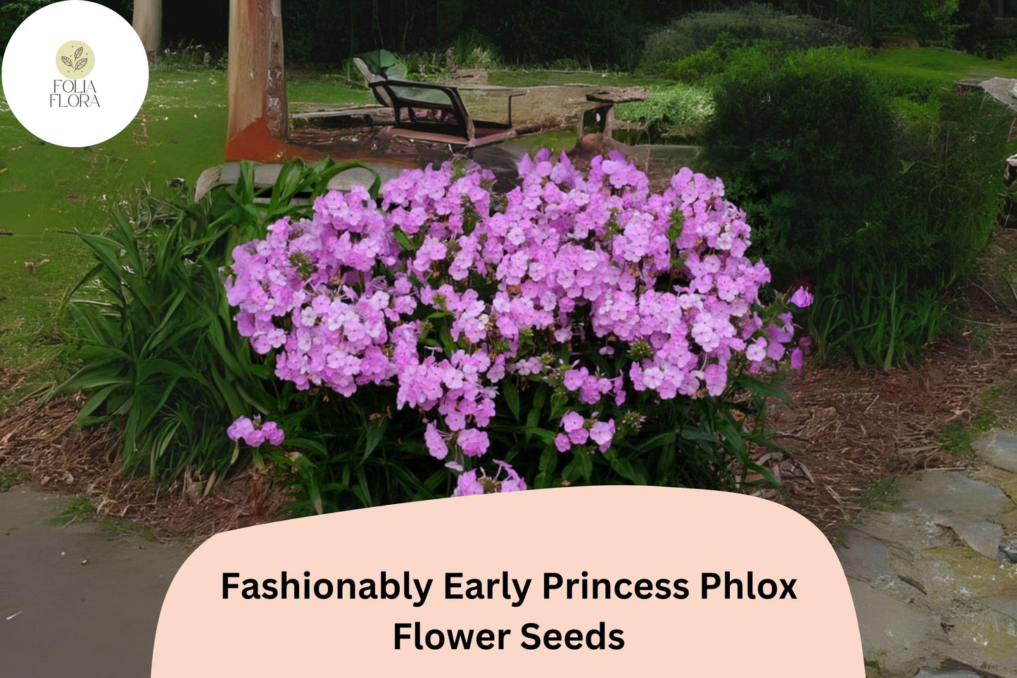 100+ Fashionably Early Princess Phlox Seeds for Garden Planting | Phlox paniculata | Perennial Flower Seeds | Pink Blooms