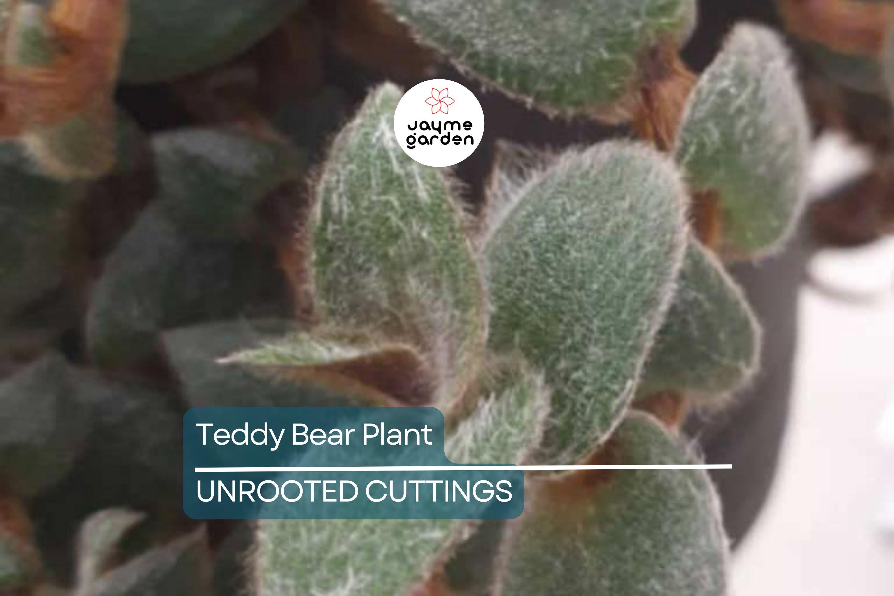 Teddy Bear Plant Cuttings - 4+ Healthy Cuttings for Propagation, Easy to Grow