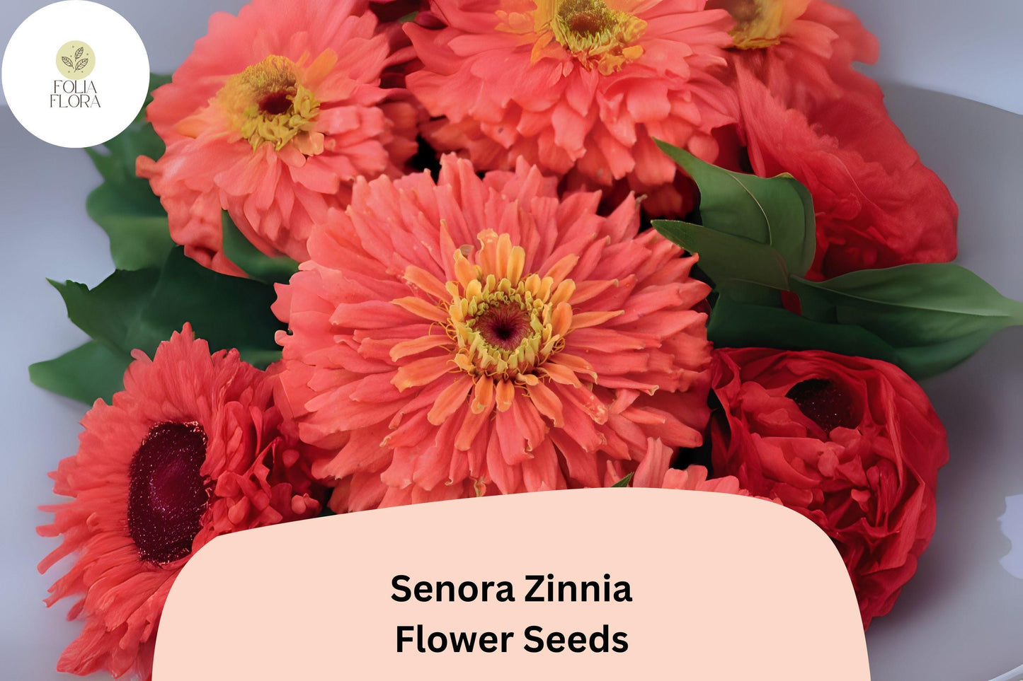 100+ Senora Zinnia Seeds | Soft Pink Blooms | Annual Garden Flowers, Easy Grow, Cut Flower Variety