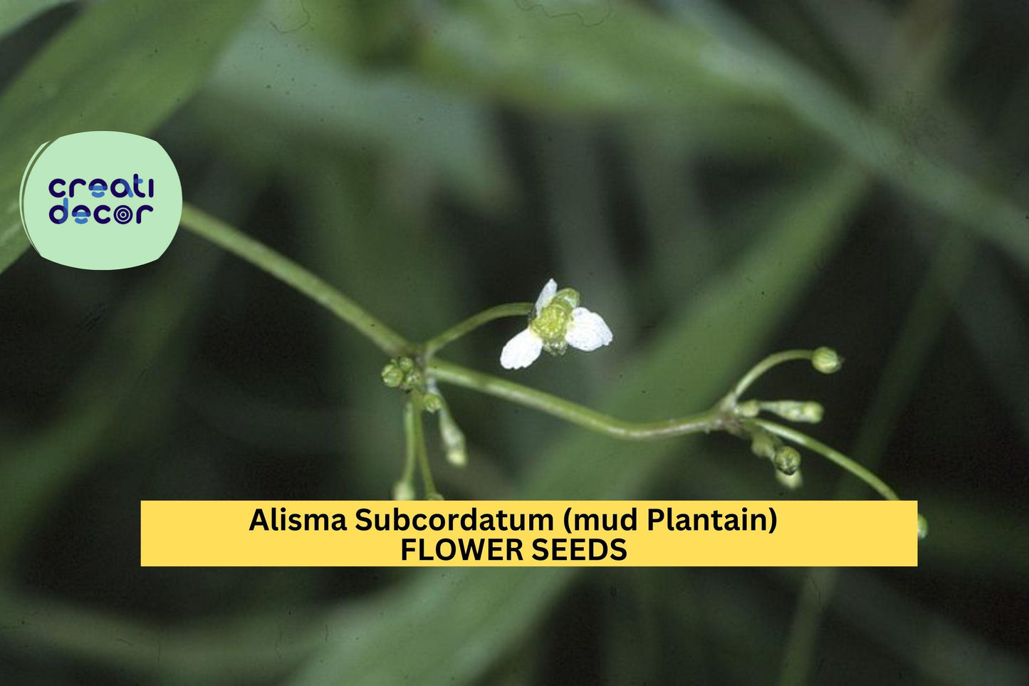 3pcs of 250mg Alisma subcordatum Seeds – Mud Plantain Seeds for Wetland Gardens, Ponds, or Native Water Landscaping Seeds for Planting