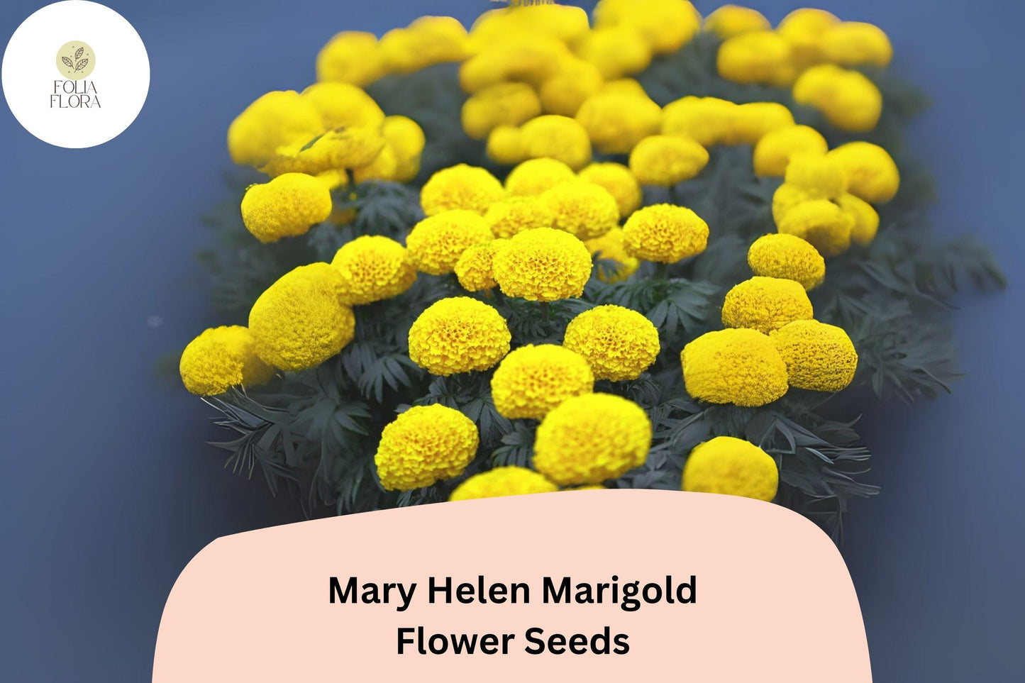 25+ Mary Helen Marigold Seeds | Tagetes | Golden-Yellow Blooms | Easy Annual Flower for Borders, Beds & Garden Containers