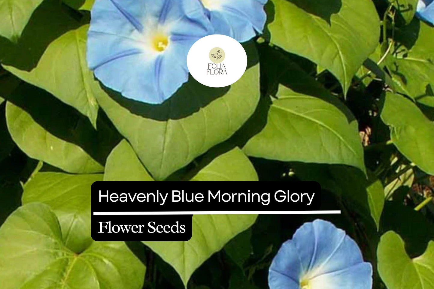 Heavenly Blue Morning Glory (Ipomoea tricolor) – Vibrant Sky Blue Climbing Vine