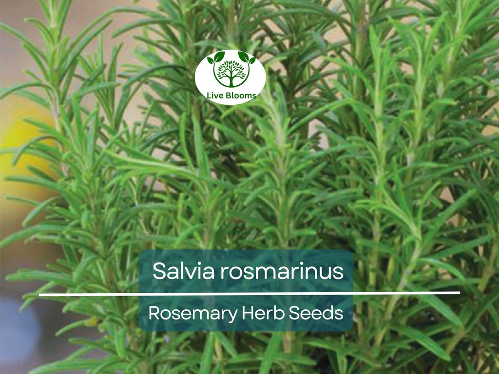 100 mg Seeds Rosemary Herb – Salvia rosmarinus for Planting | Aromatic Culinary for Home Gardens