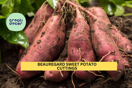 20 Beauregard Sweet Potato Slips | Unrooted Cuttings for Planting | Ipomoea Batatas Starter Plants | Ships Mid-May USA