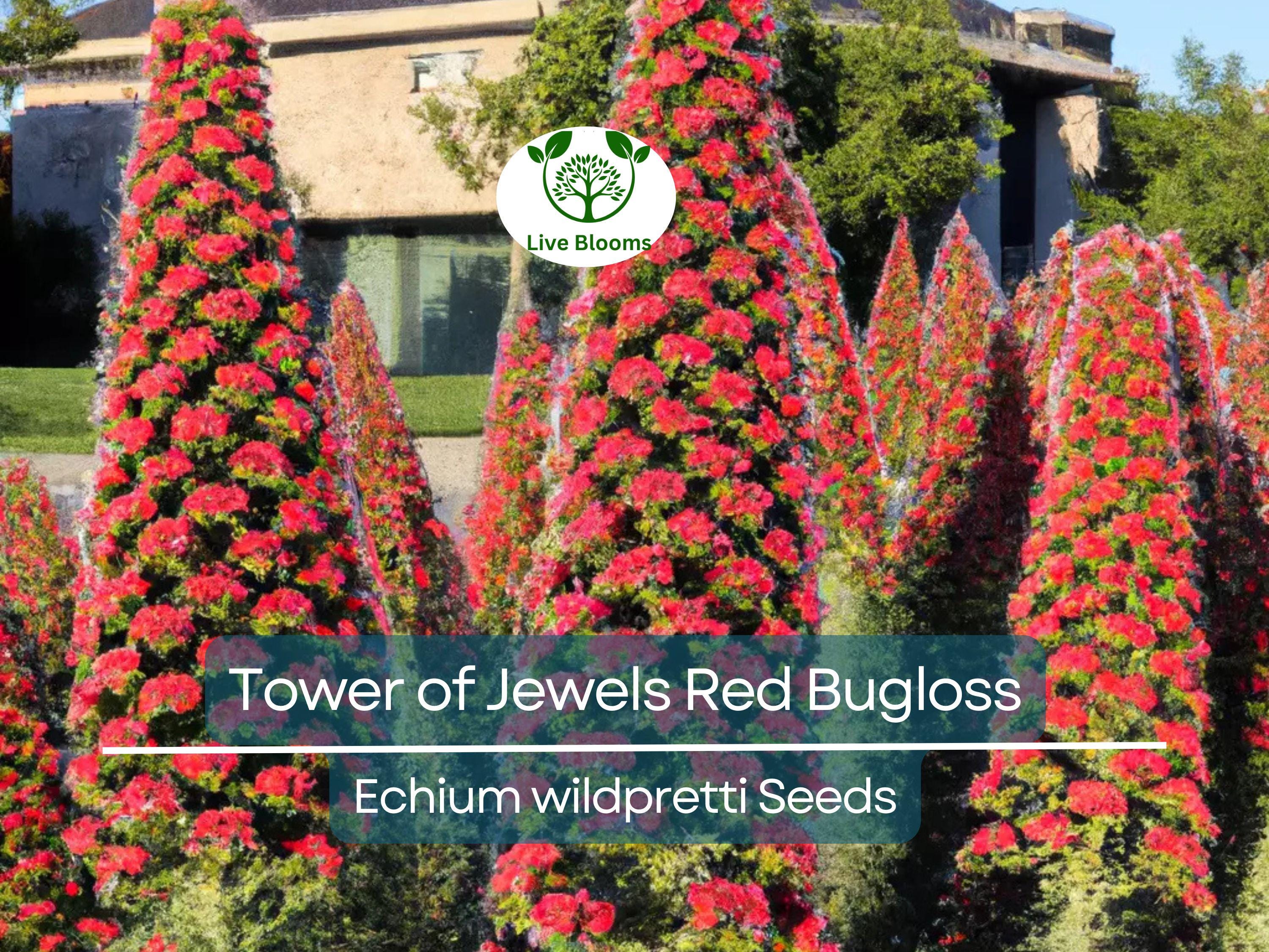 50 Tower of Jewels Red Bugloss Seeds (Echium wildpretti) | Tropical, Hardy Perennial, Vibrant Flowers, Attracts Pollinators