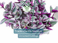 3 Unrooted 3”-4” Cuttings Tradescantia Nanouk, Rare Pink Wandering Jew, Colorful Houseplant, Propagate Pink Spiderwort, Indoor Plant